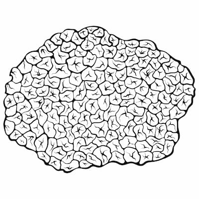 Truffle Tracker Logo